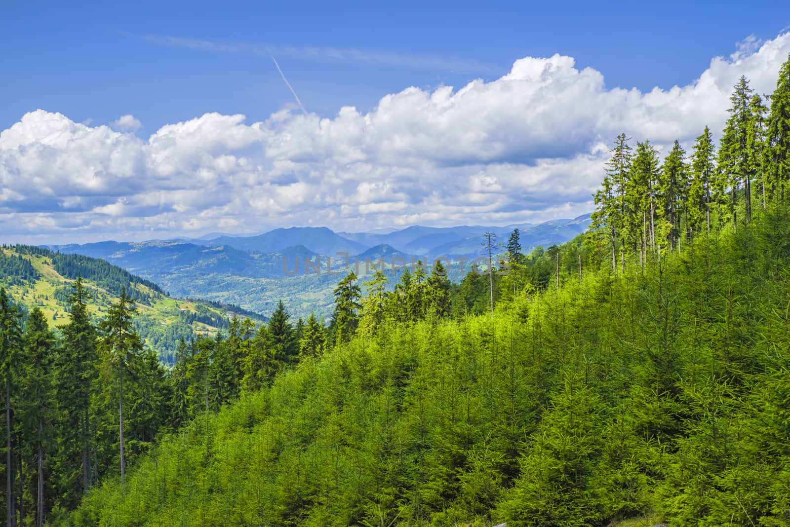 Fresh green fir trees, summer forest landscape on the mountain.