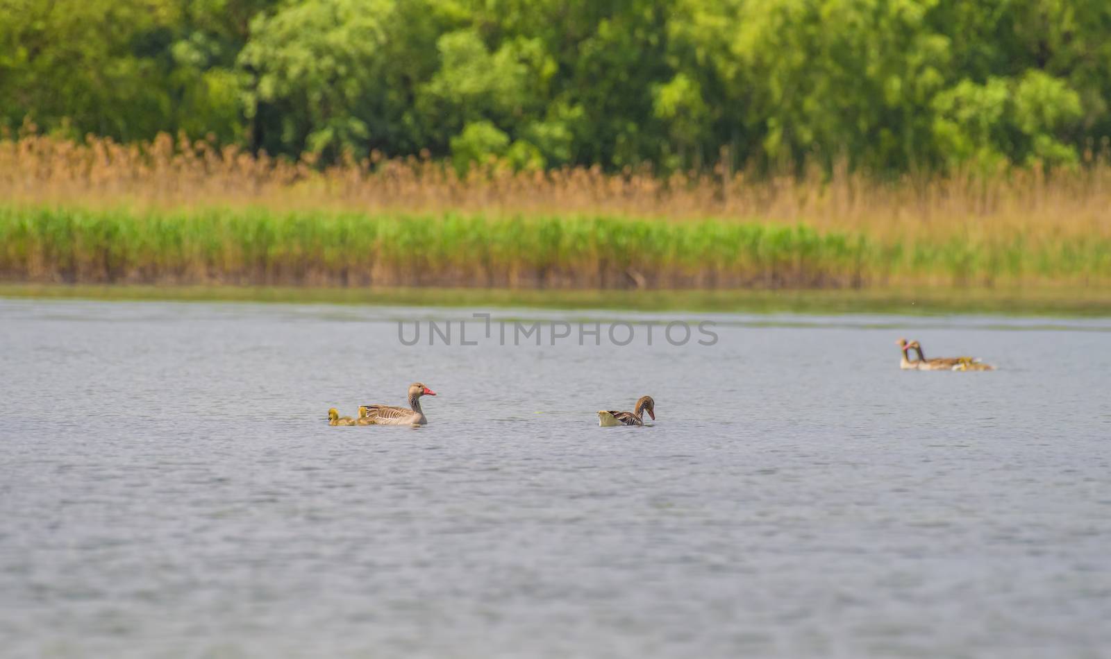 Duck family on water in Danube Delta by savcoco