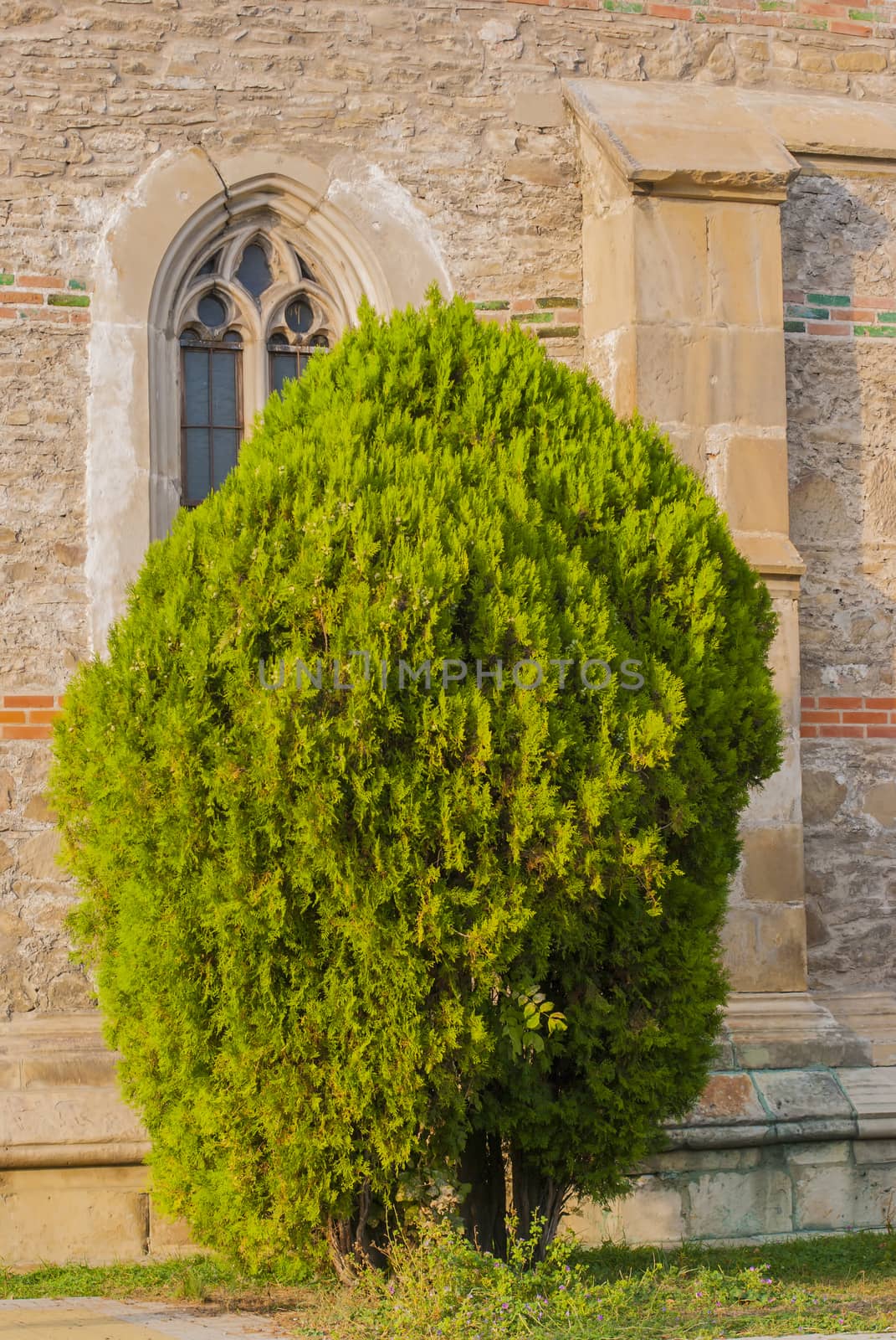 Thuja tree near ancient stone wall at sunset