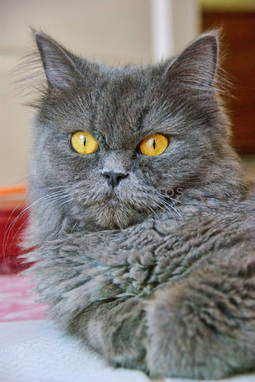 Persian cat with yellow eyes, portrait image.