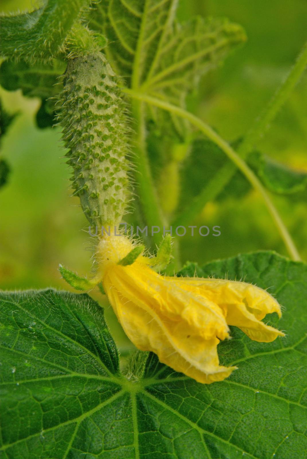 Young cucumber and yellow flower in the garden, close image