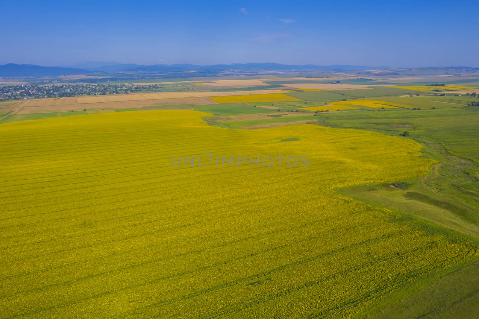Aerial view of yellow sunflower field and summer rural scene
