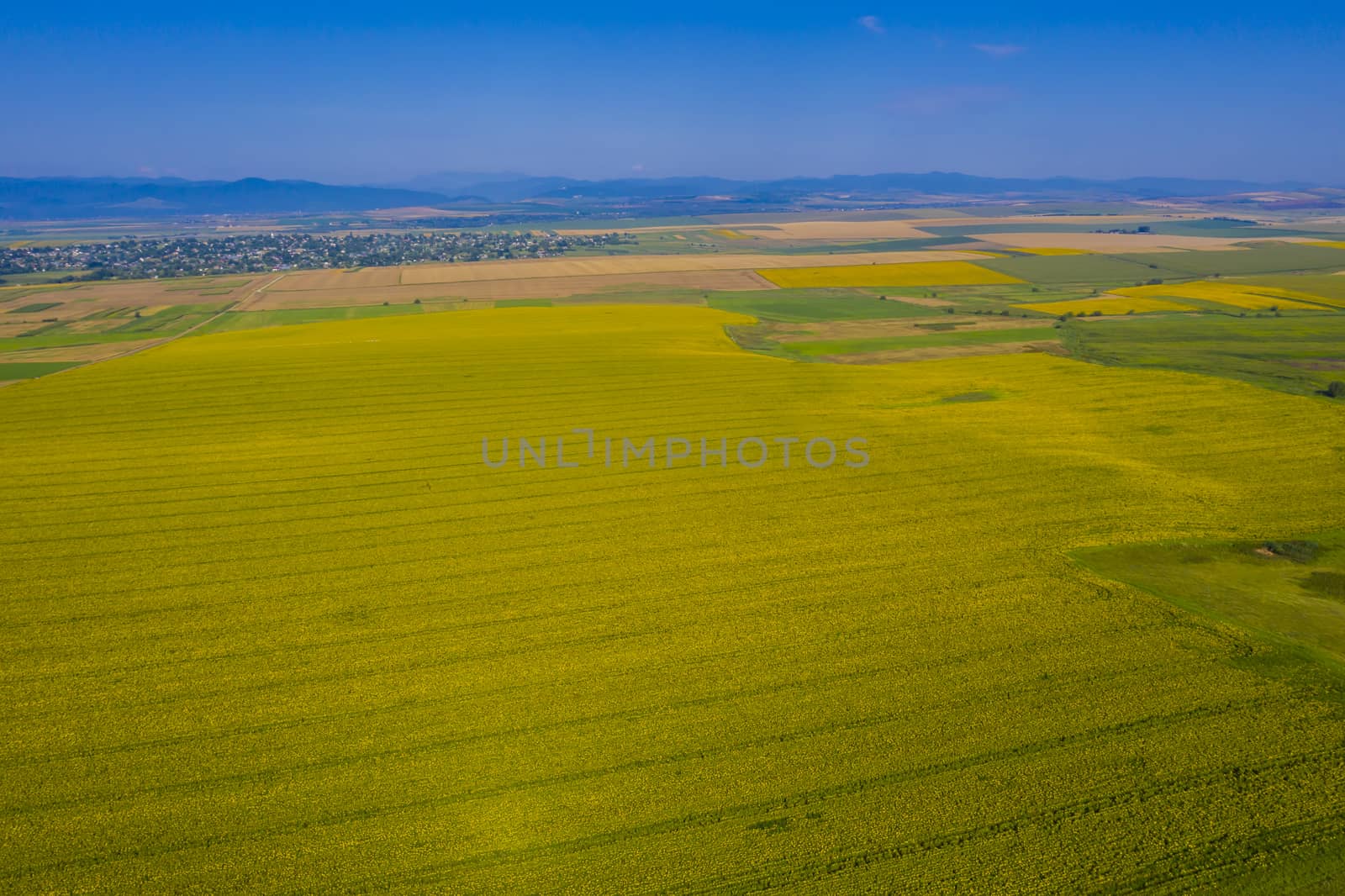 Yellow sunflower field from above, rural landscape in summer