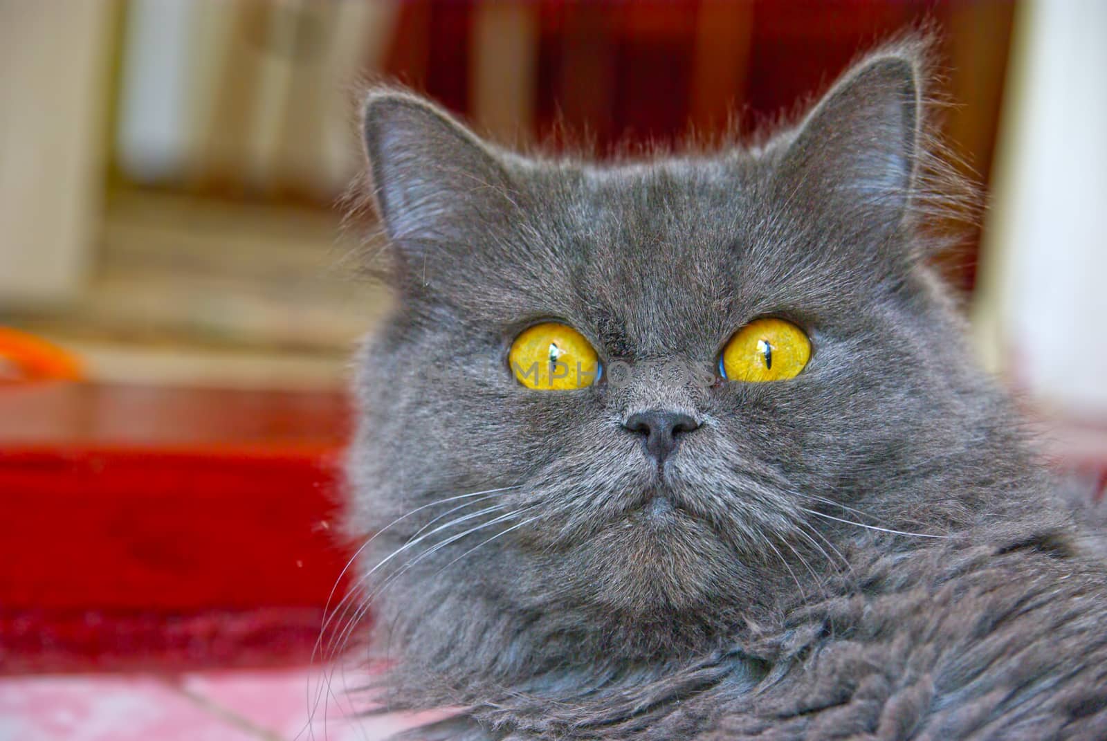 Close image of gray cat with yellow eyes