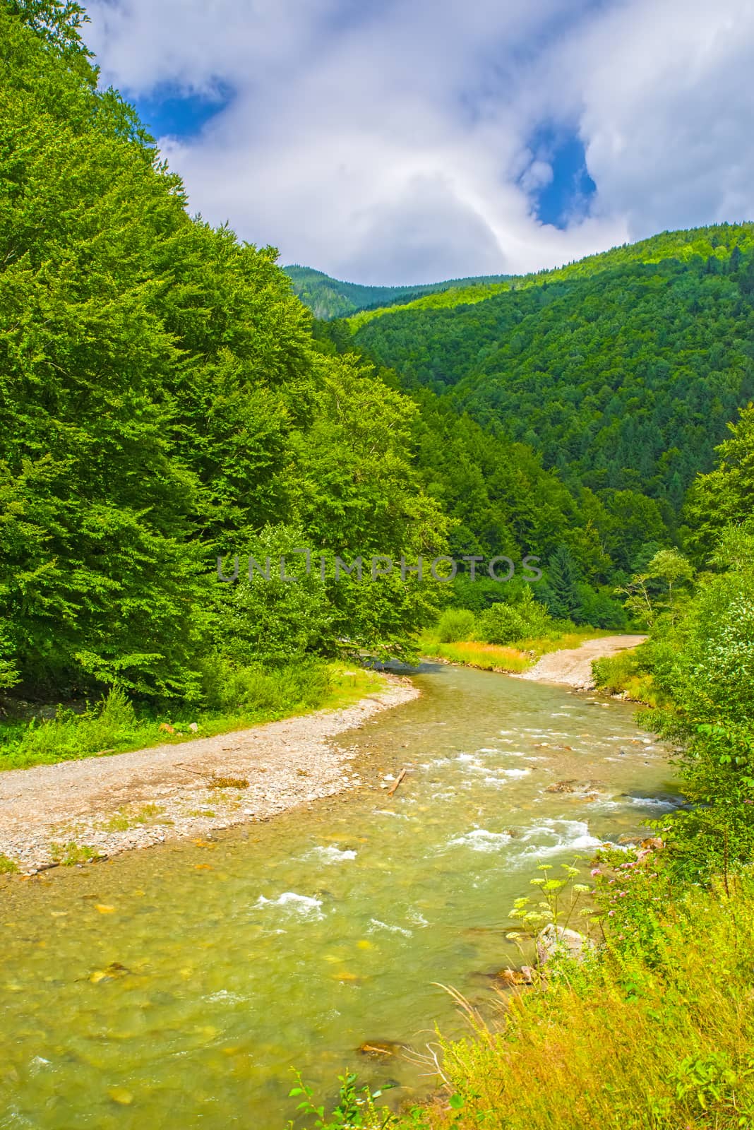 Water stream in green summer forest, river on the valley