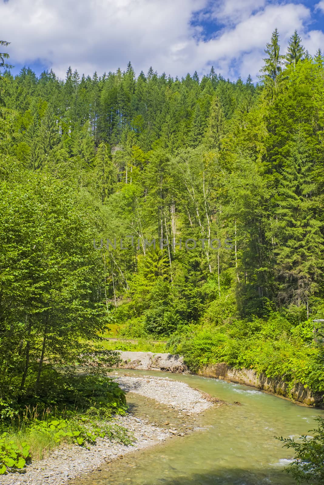 Green forest river in the summer, mountain scene