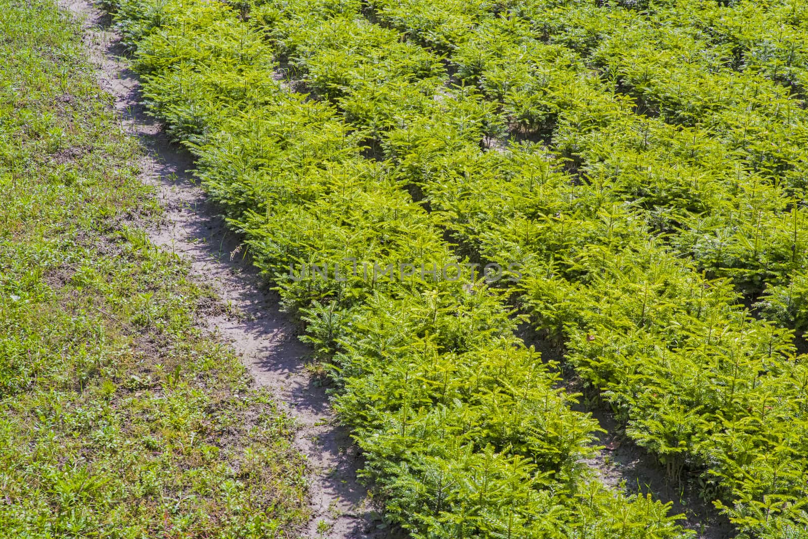 Young fir tree nursery, evergreen trees plantation
