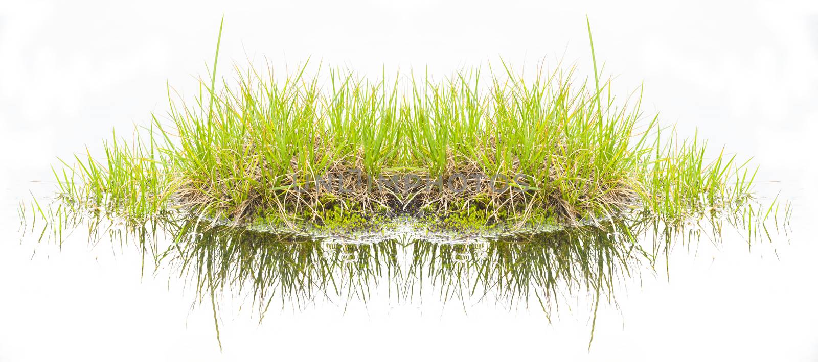 Water reflecting bush green grass on a white background