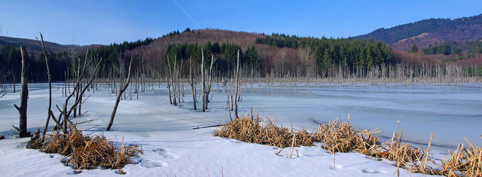 Winter forest lake panorama, dead trunks in frozen water. Cuejdel Lake in Romanian Carpathians