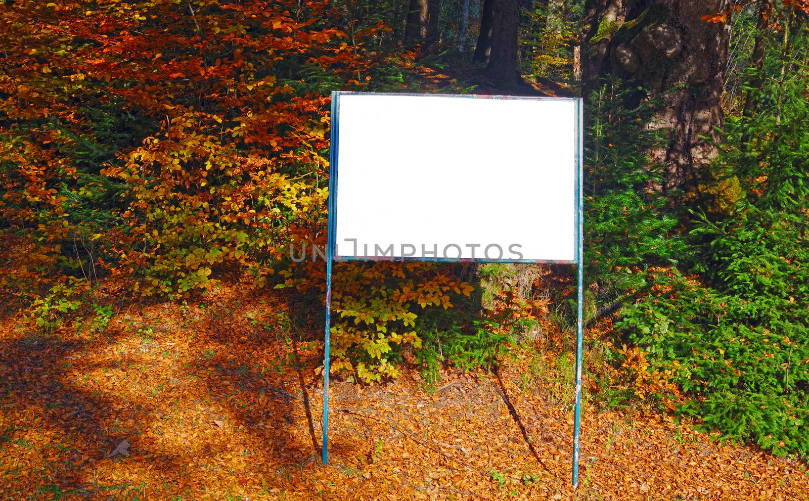 A blank white board for information in autumn forest