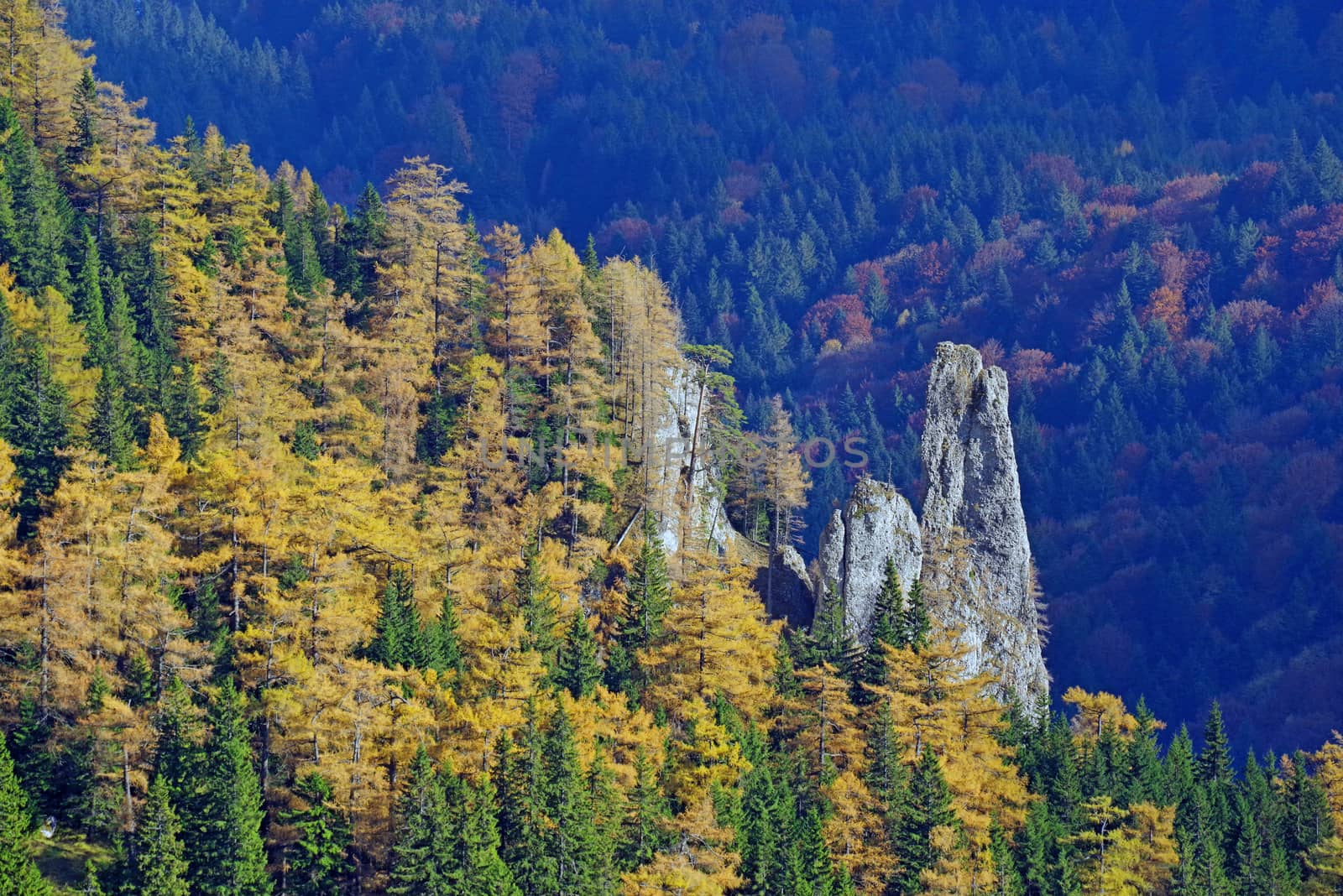 Colorful coniferous trees and rock with forest background.
