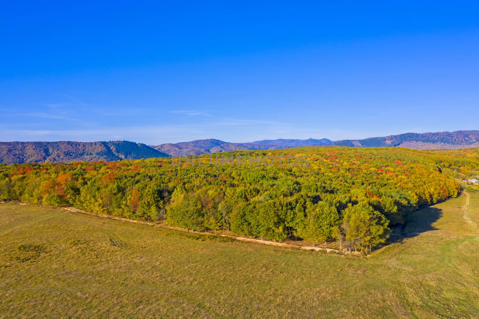 Pasture and forest trees in a aerial autumn landscape against blue sky
