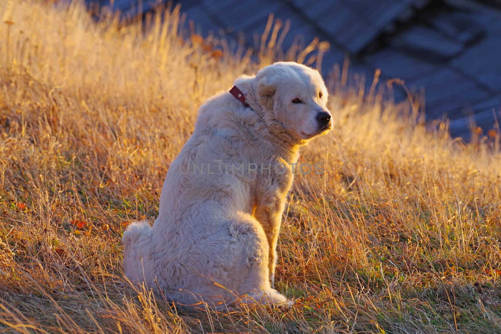 Beautiful white dog by savcoco