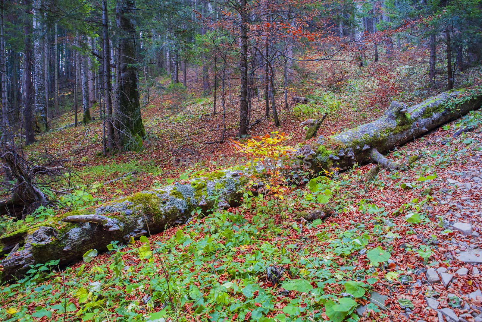 Fallen tree trunk in autumn forest, autumn landscape