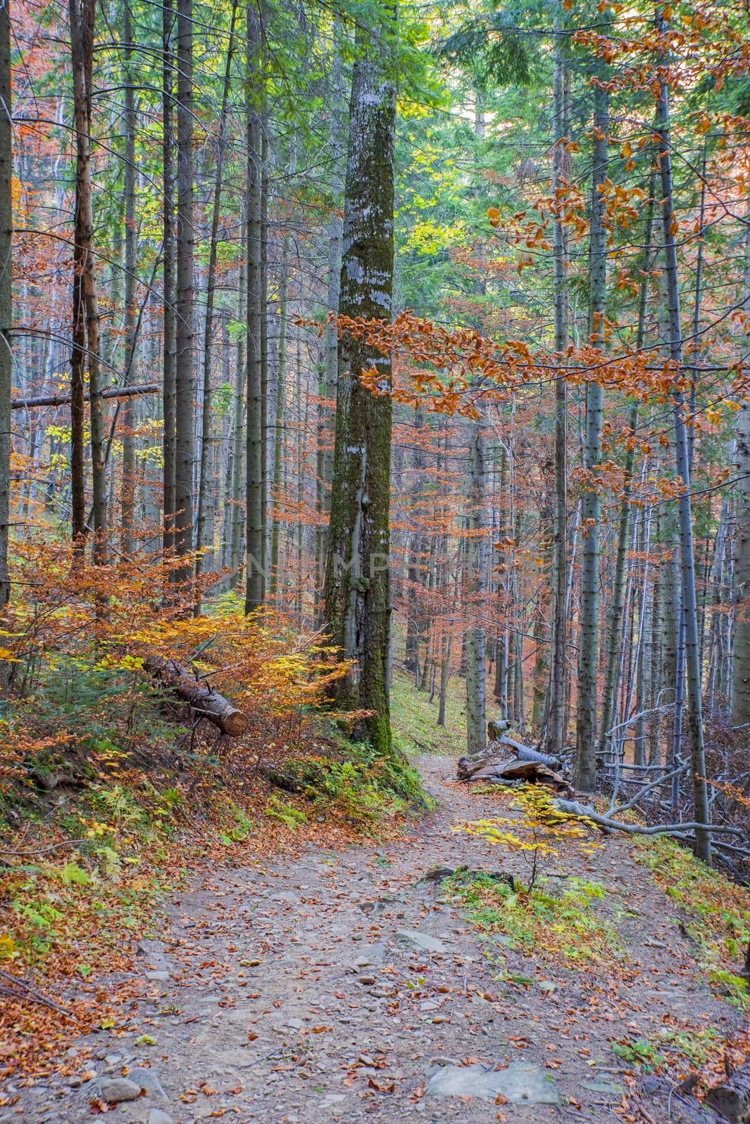 Mountain foot path in autumn forest, colored foliage