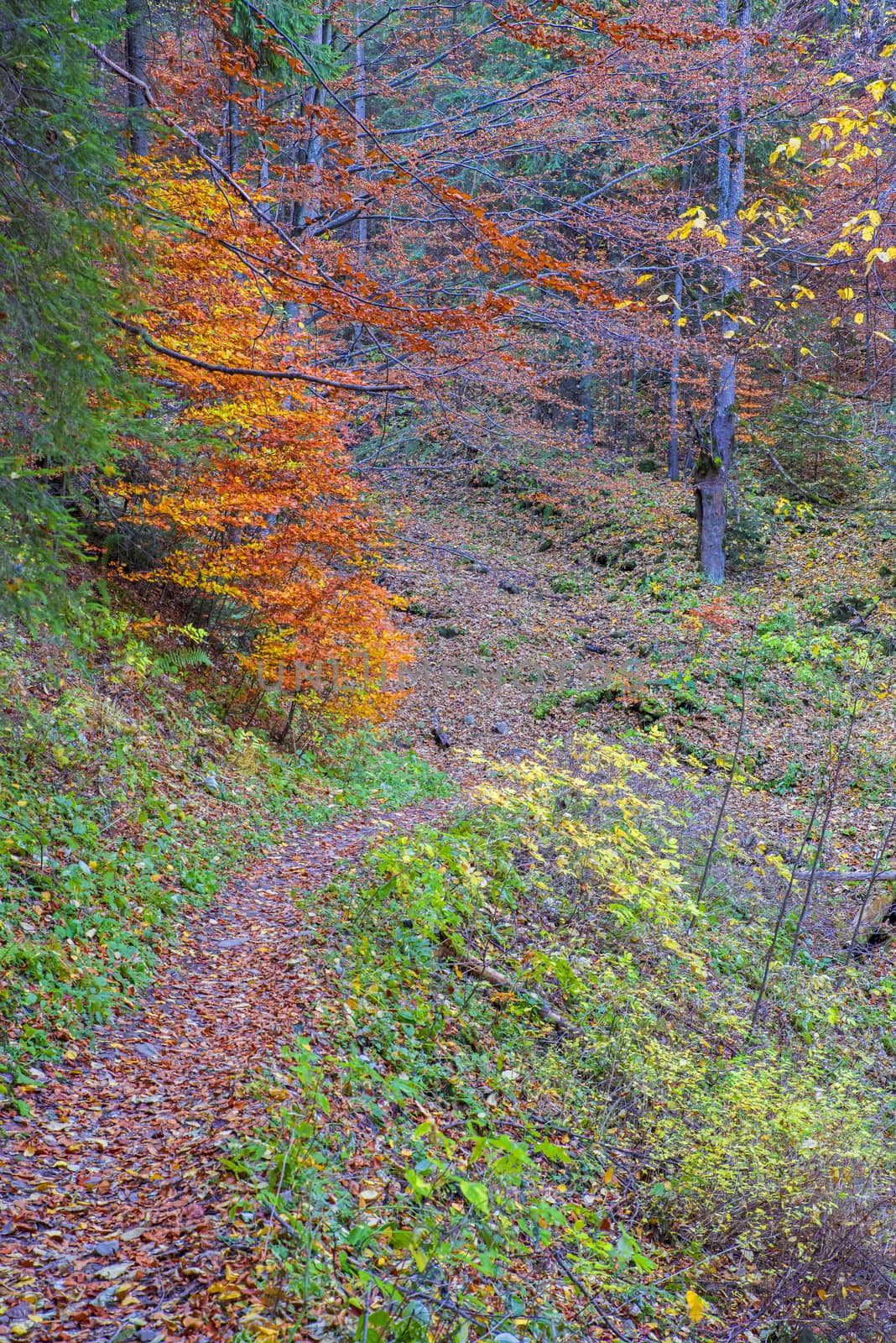 Autumn path scene in mountain forest, october trees