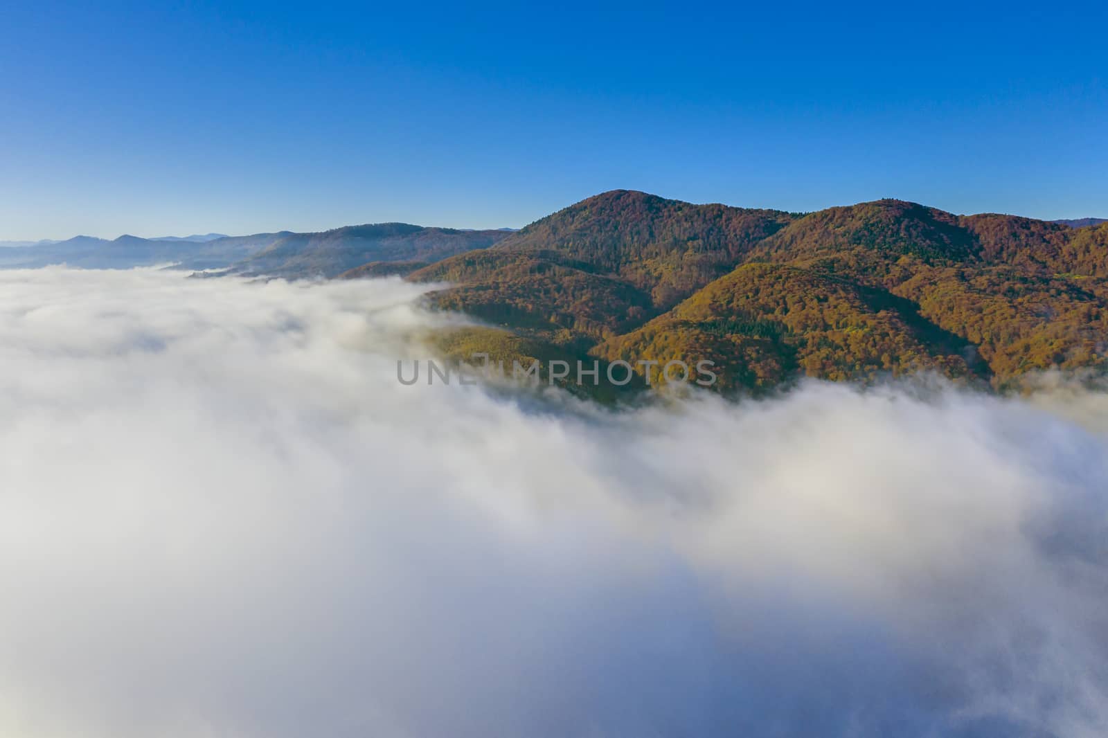 Aerial view of fog and autumn forest