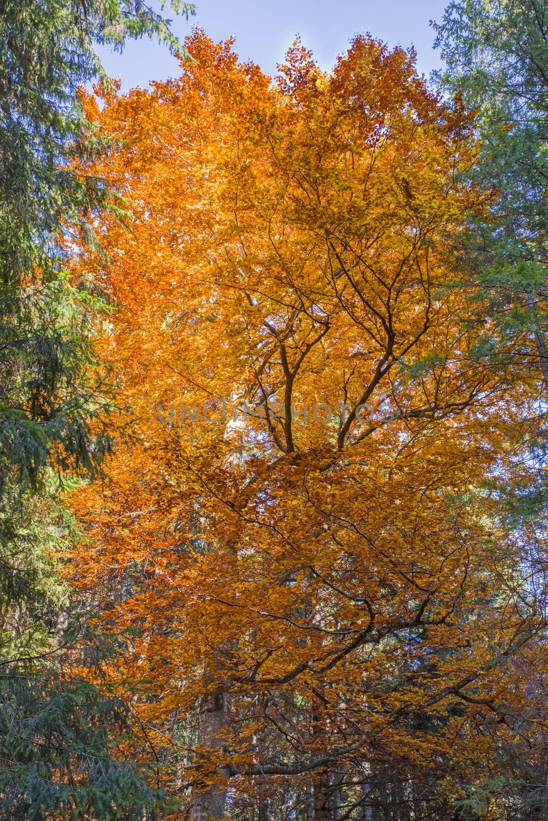Autumn scene in the forest, golden leaves tree in october