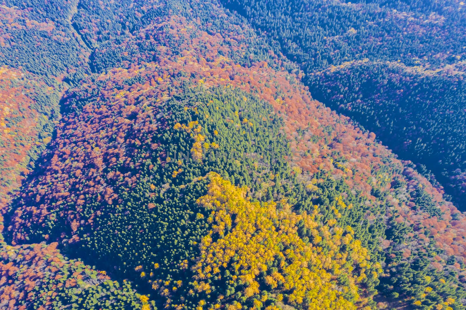 Autumn forest viewed from above by savcoco