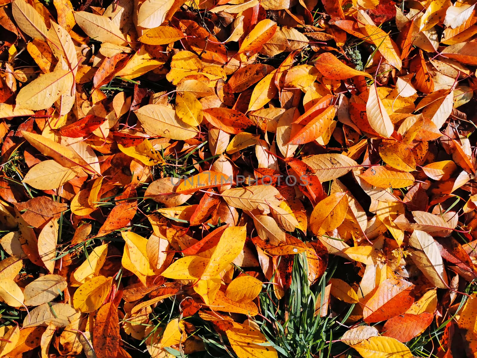 Close image of fallen autumn leaves, bright leaves background