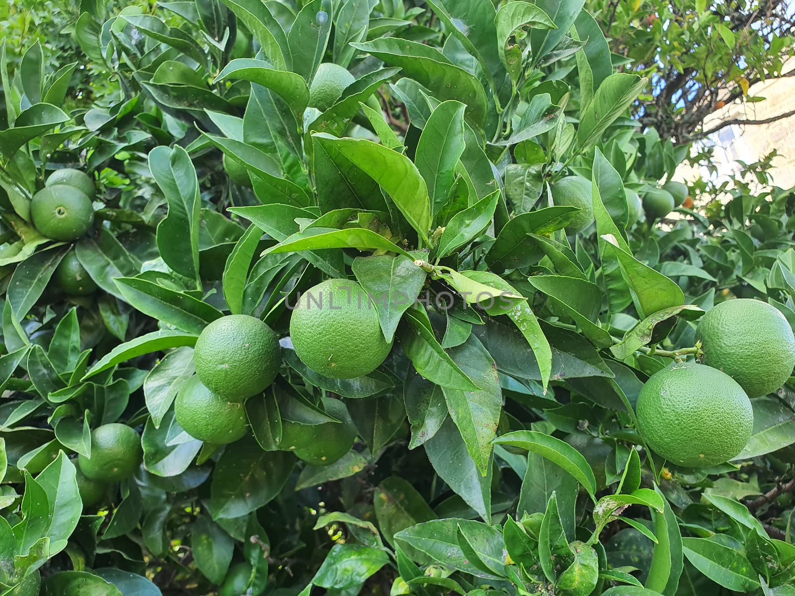 Green orange fruits in the tree, north Portugal