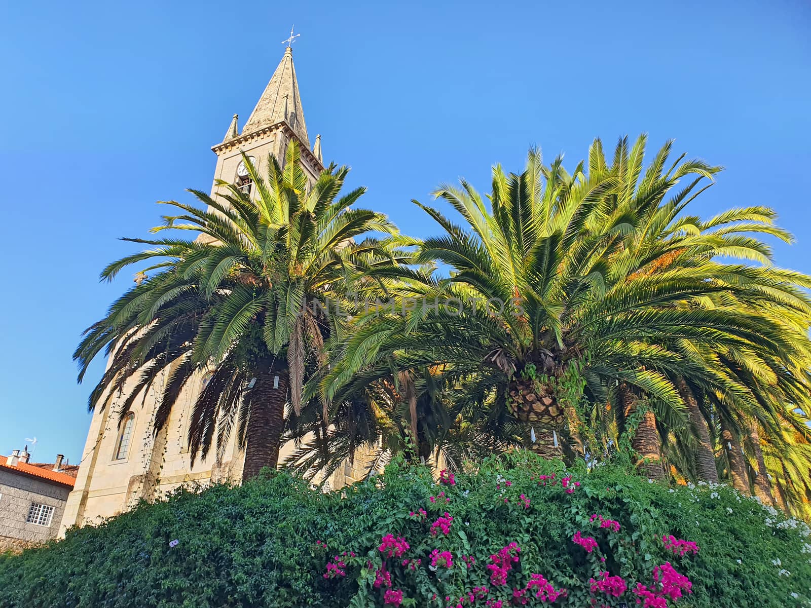 Tropical plants and church tower by savcoco