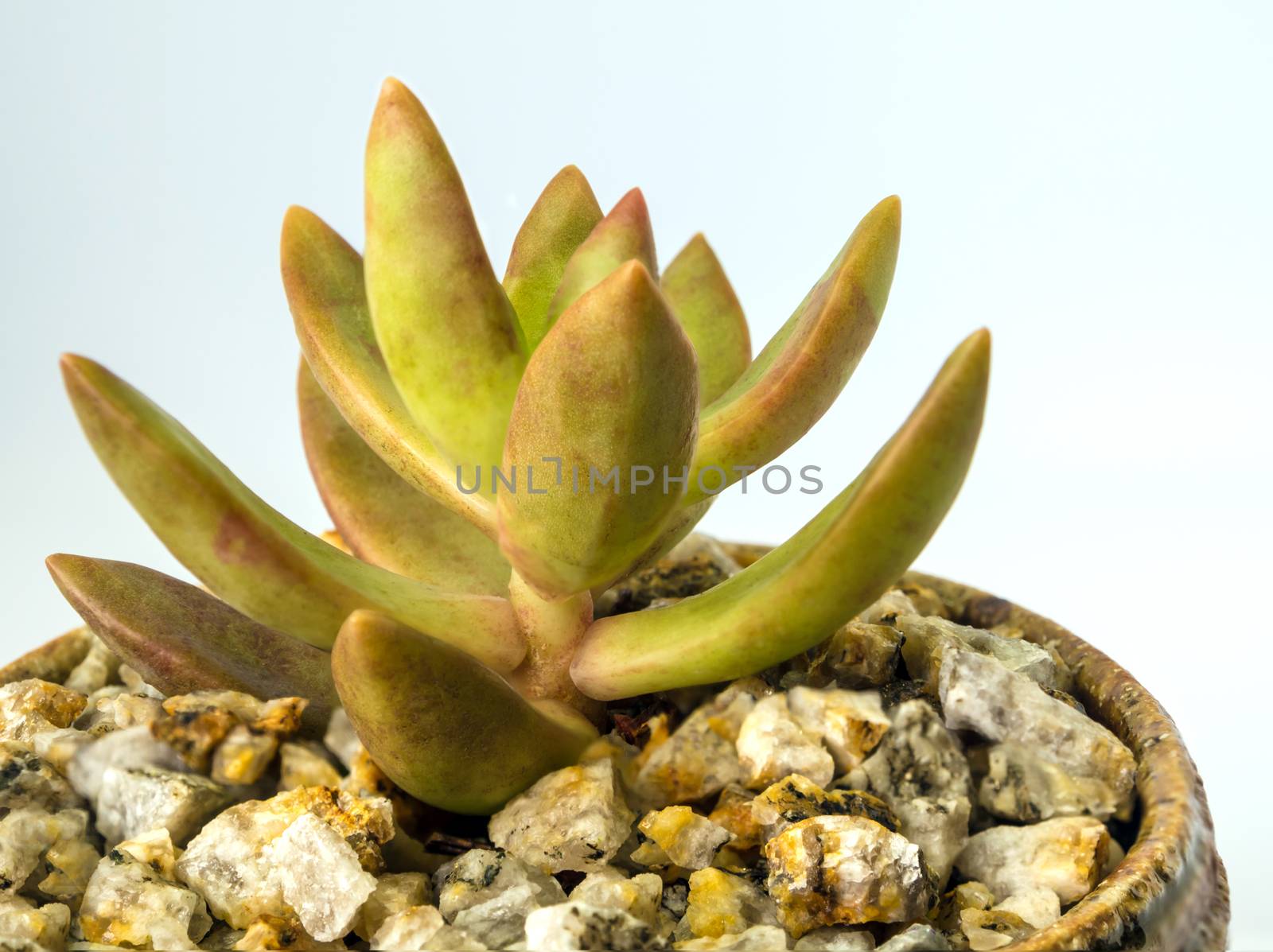 Succulent plant stonecrop, Sedum, freshness leaves of Sedum Jamaican Sunset grow in the ceramic pot