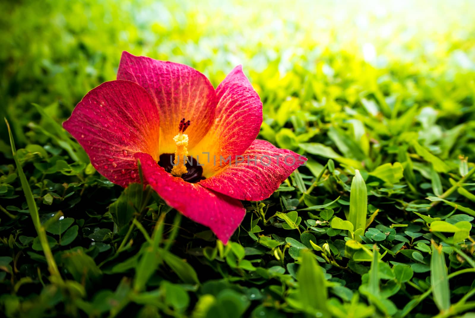 Red flowers fell on the green grass