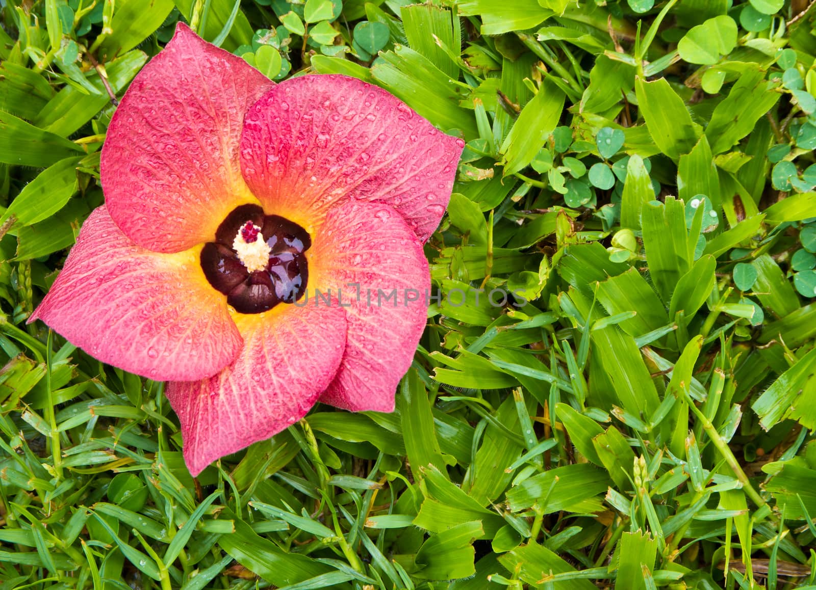 Red flower fell on the green grass by Satakorn