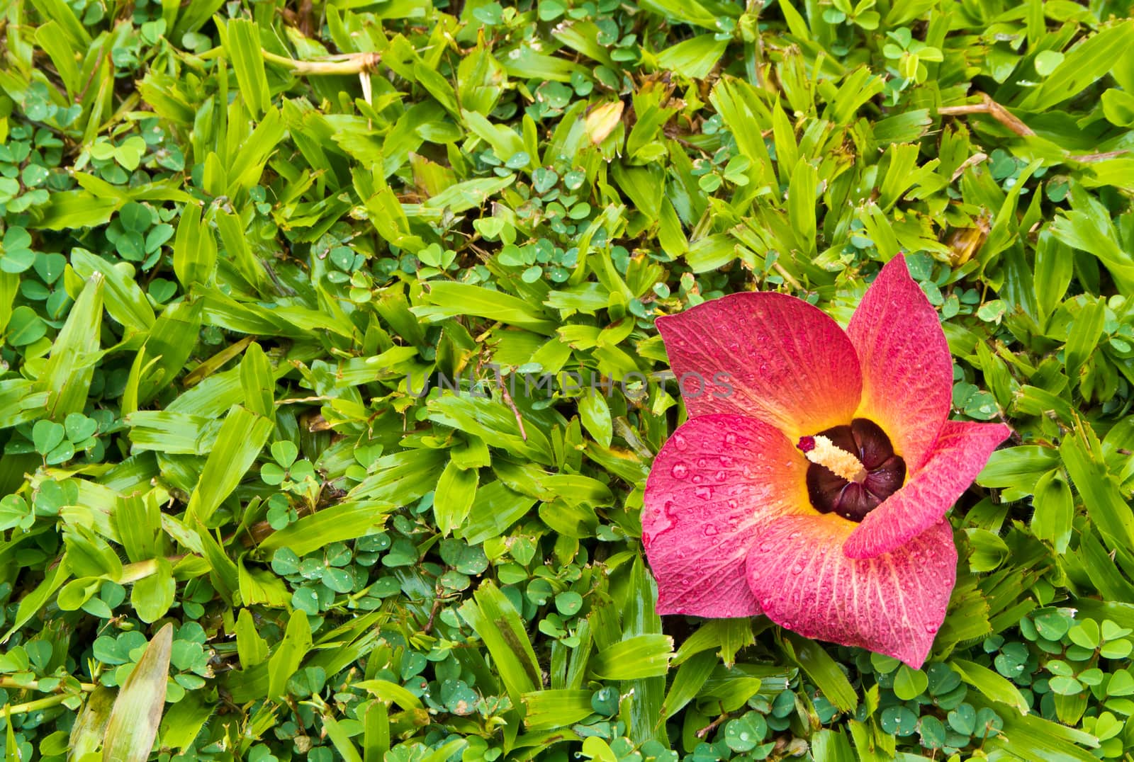 Red flower fell on the green grass by Satakorn