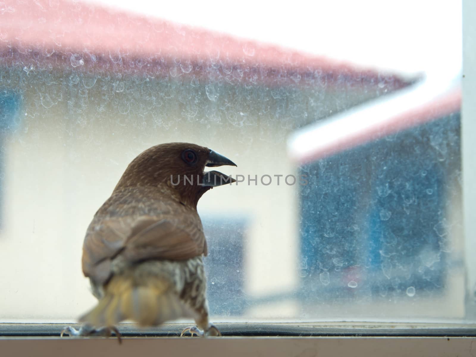 Scaly-breasted Munia Bird at the glass window