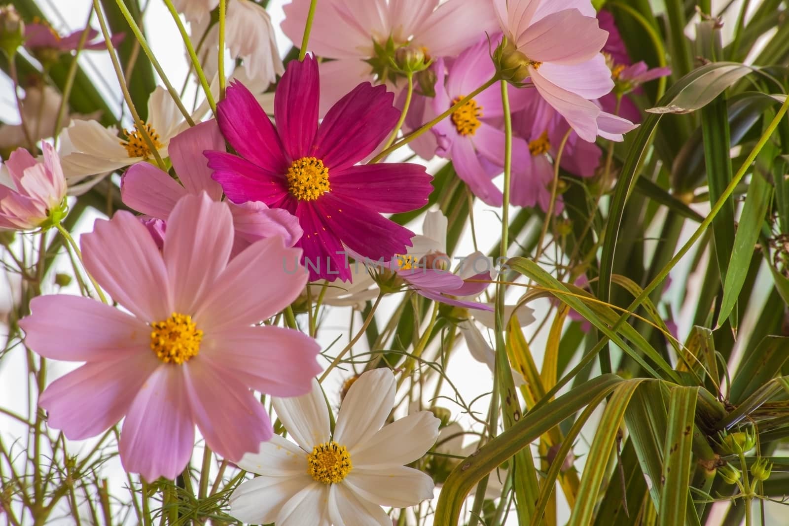 Garden Cosmos (Cosmos bipinnatus) is native to the central parts of the Americas but has spread to many countries where it escaped gardens.