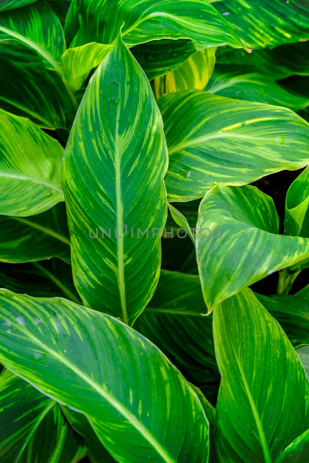 Green and wet leaves in close-up as an abstract background.