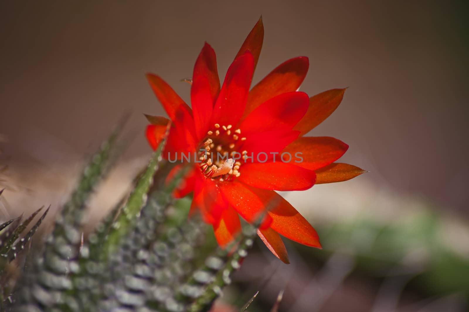 Red Flower of Echinopsis sp. 5604 by kobus_peche