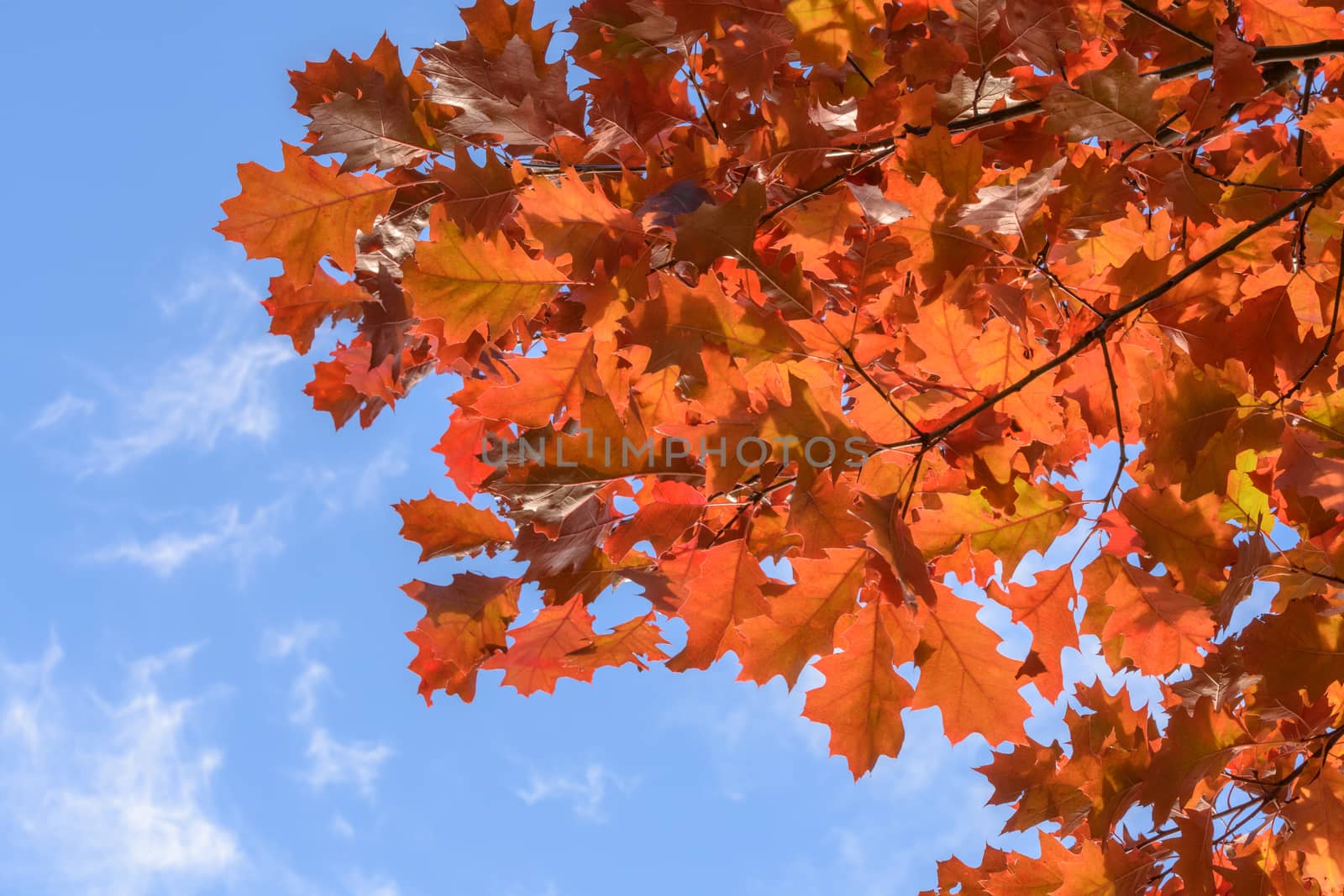 Red oak leaves against the blue sky and and clouds on sunny autumn day