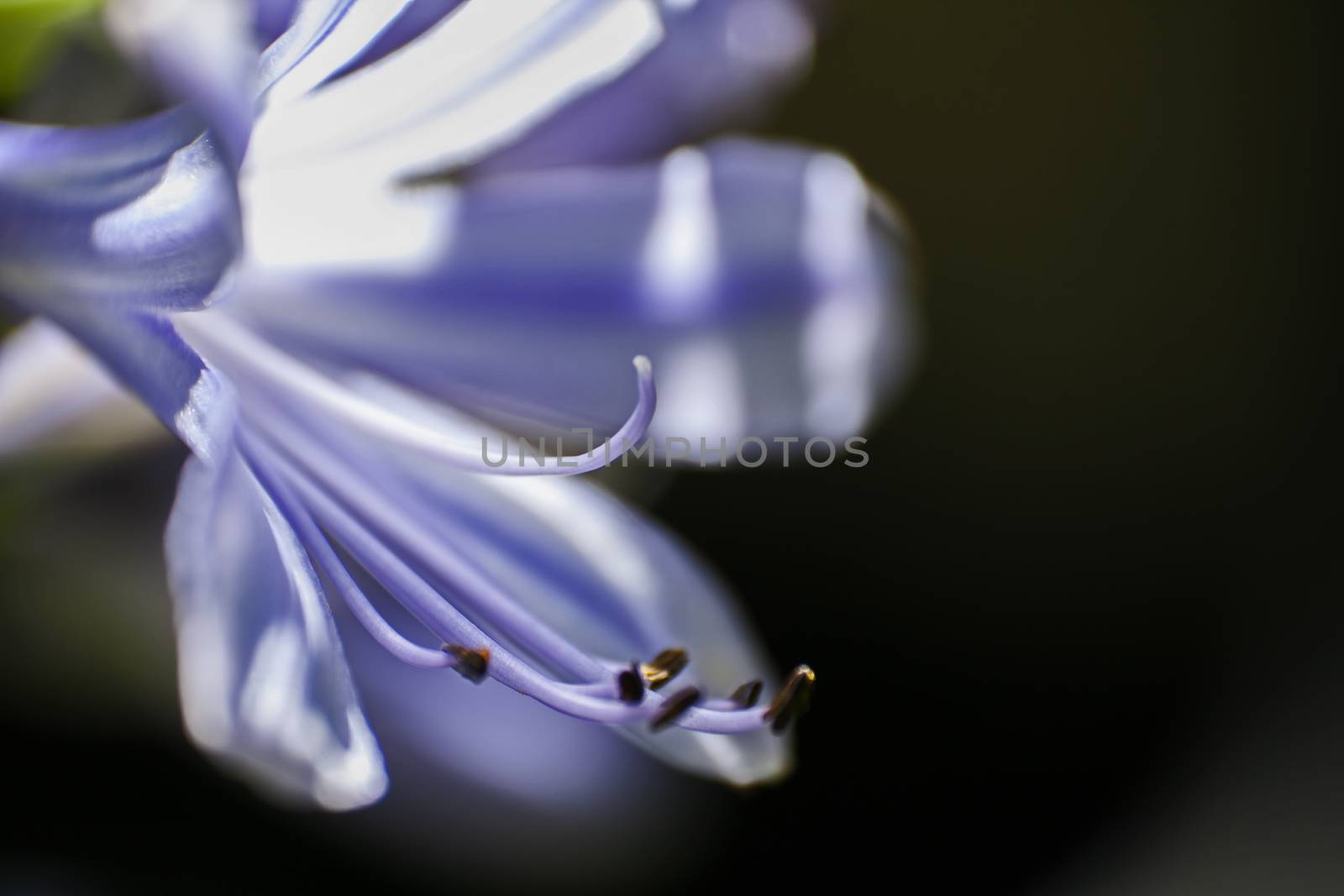 Macro image of a single flower of Agapanthus praecox on a black background