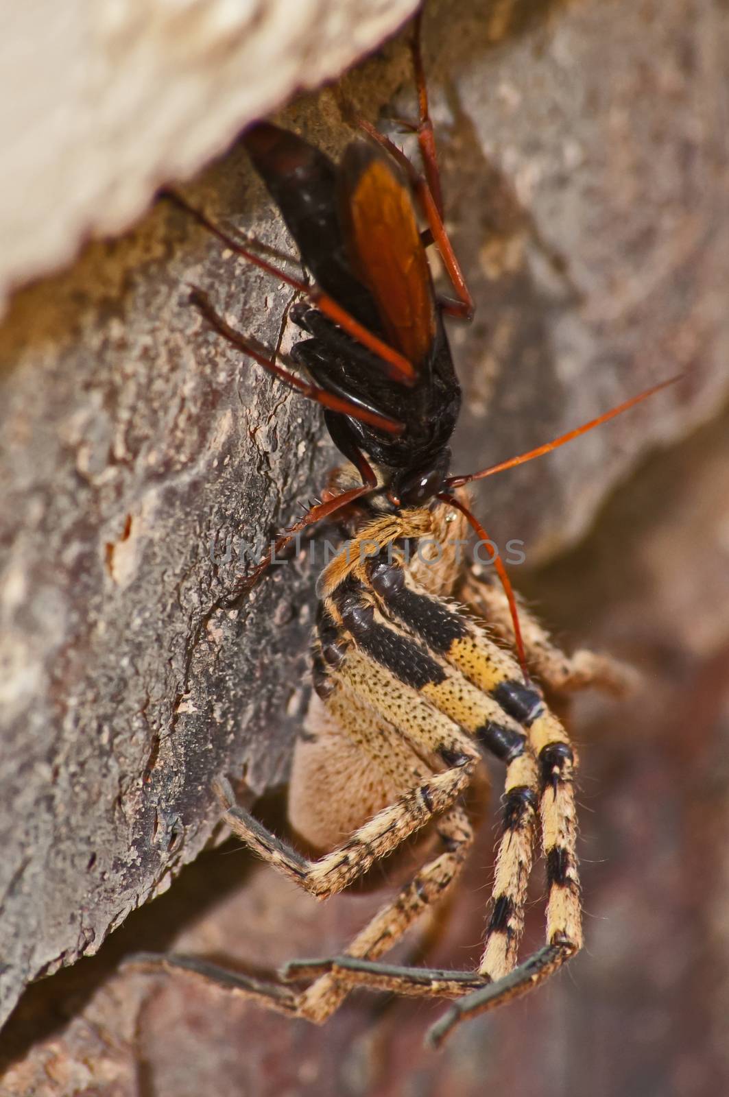 The adult wasps actually eats nectar, the female stings and paralyses the spider and then drags it to her burrow. There she lays a single egg on it. Because the spider is not dead, the meat stays fresh and the larvae eat the spider alive.