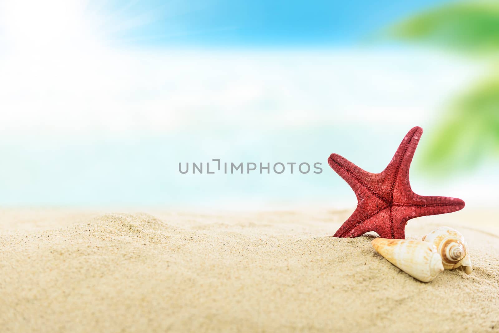 Vacation concept image - shells and starfish on a sandy tropical beach in closeup