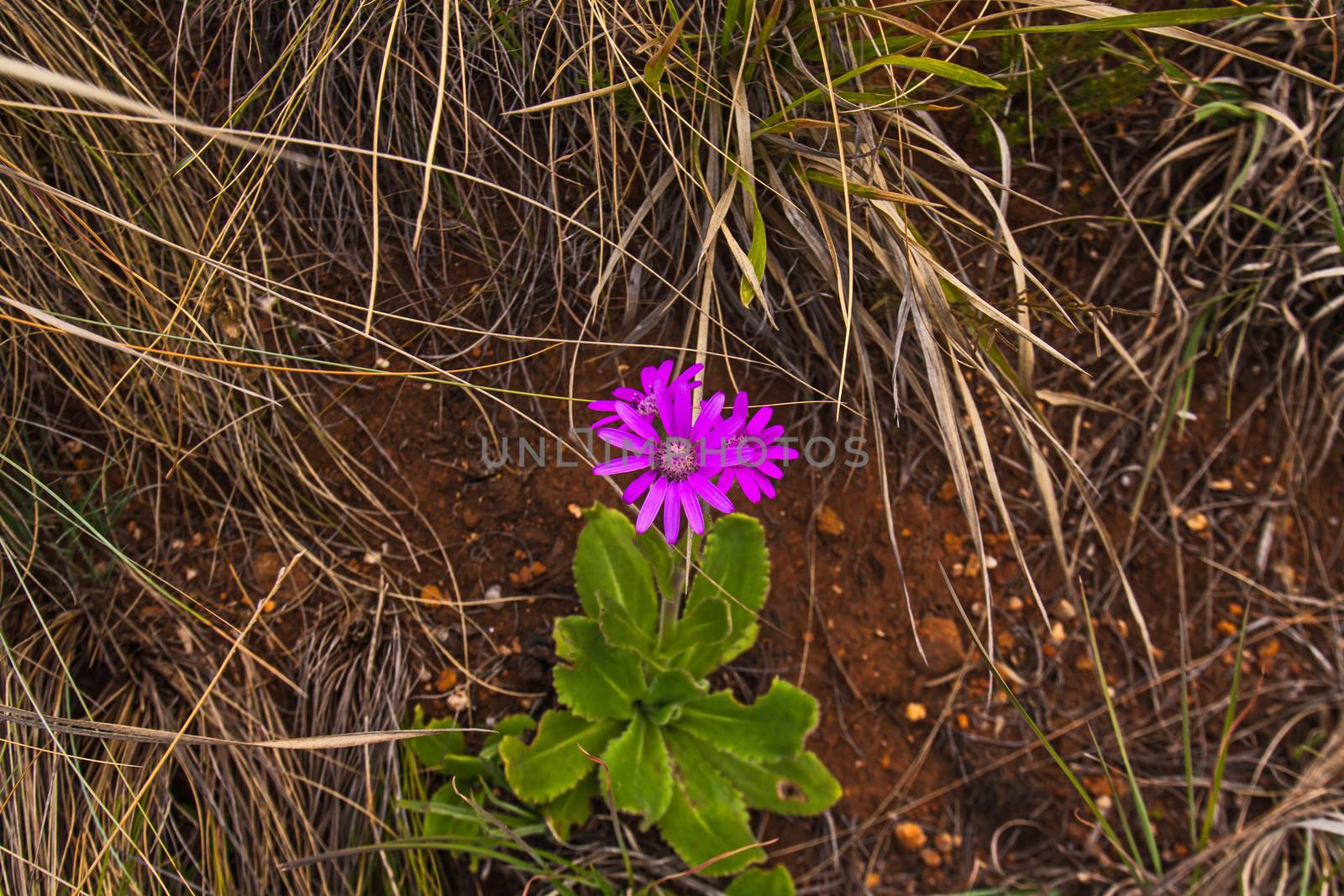 Magenta flowers of Gerbera viridifolia growing wild in the grass of the Drakensberg. South Africa.