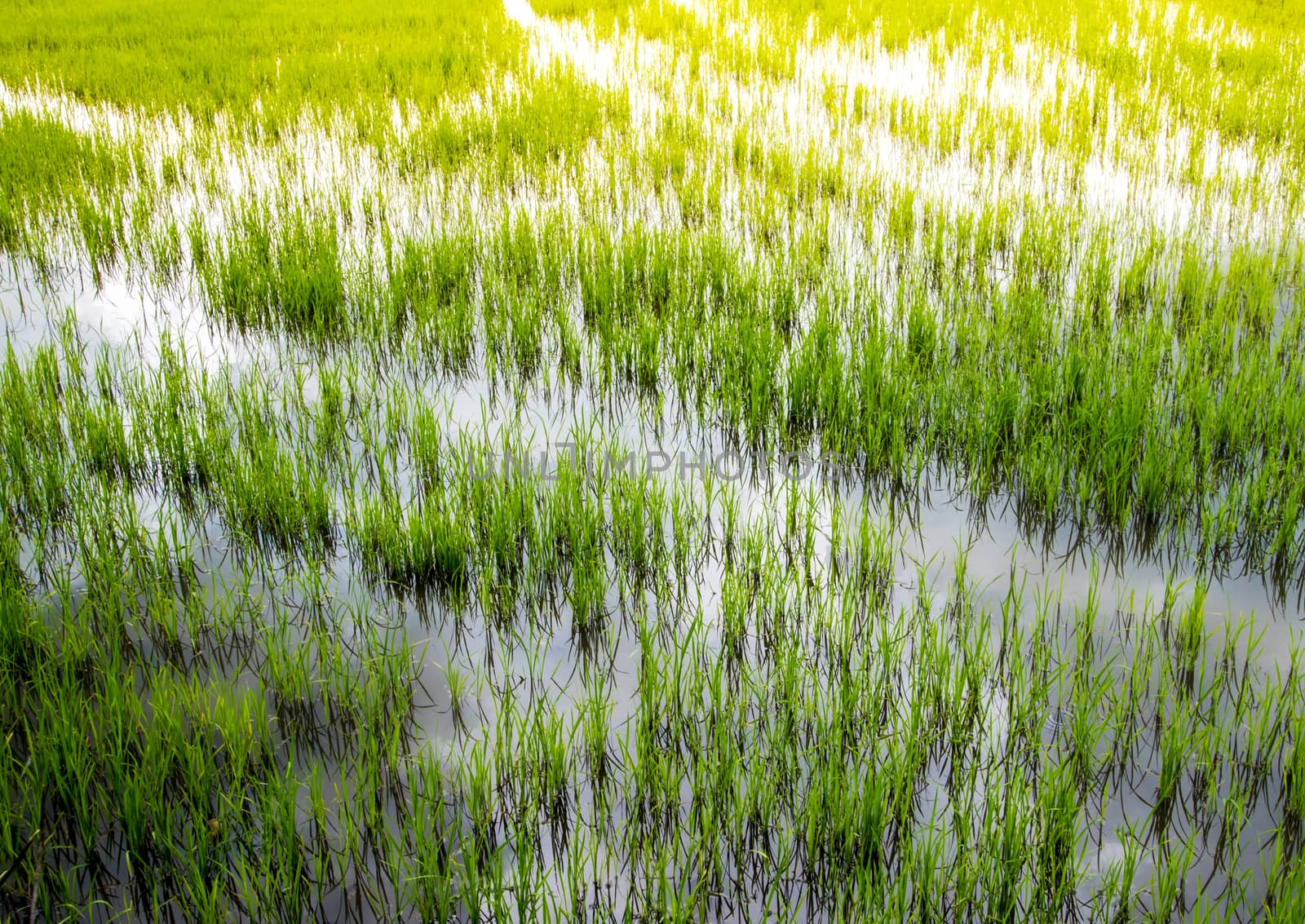 Rice field scenery in countryside of thailand, green background