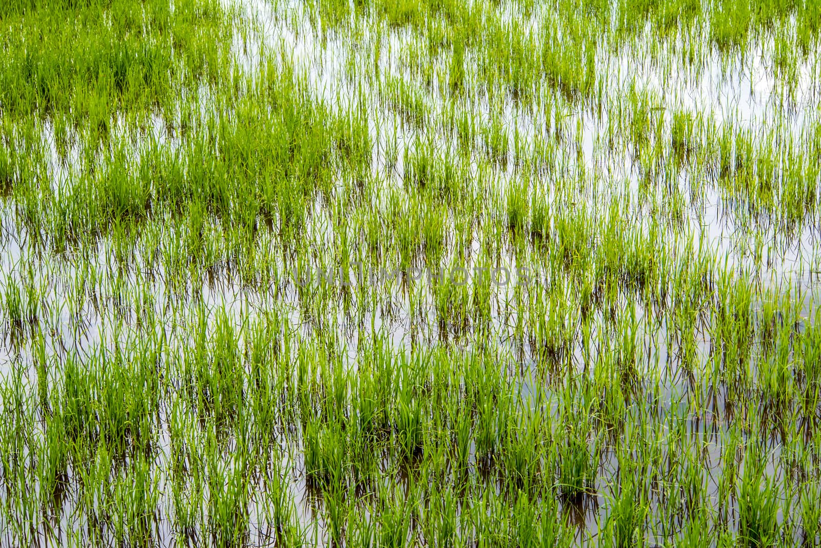 Green and freshness of rice field scenery by Satakorn