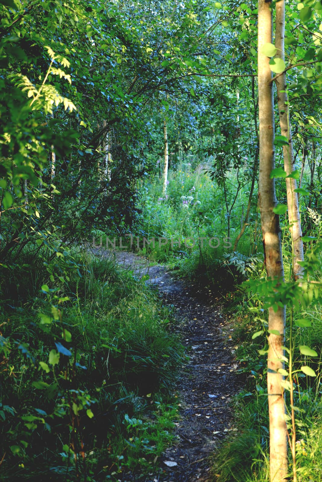 The path leaving to the left in the forest. Summer background.