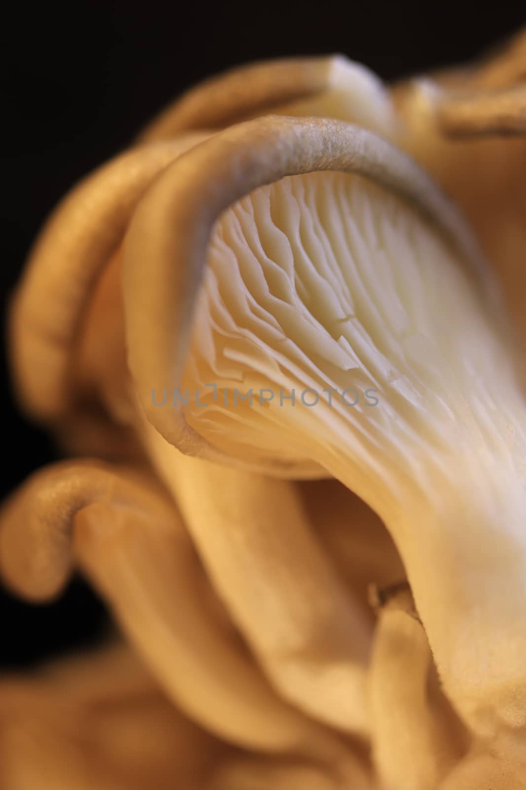 Oyster mashrooms group texture. Healthy vegetarian background. Detailed macro closeup.