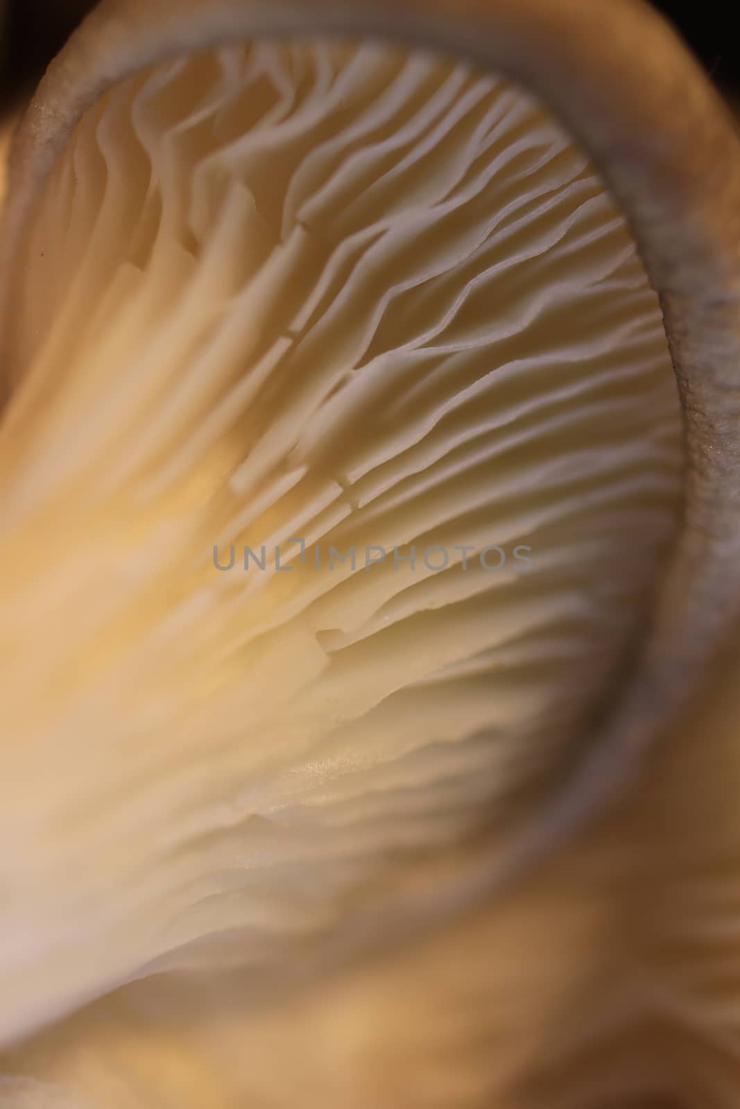 Oyster mashroom texture. Detailed fibers. Healthy vegetarian background. Macro closeup.