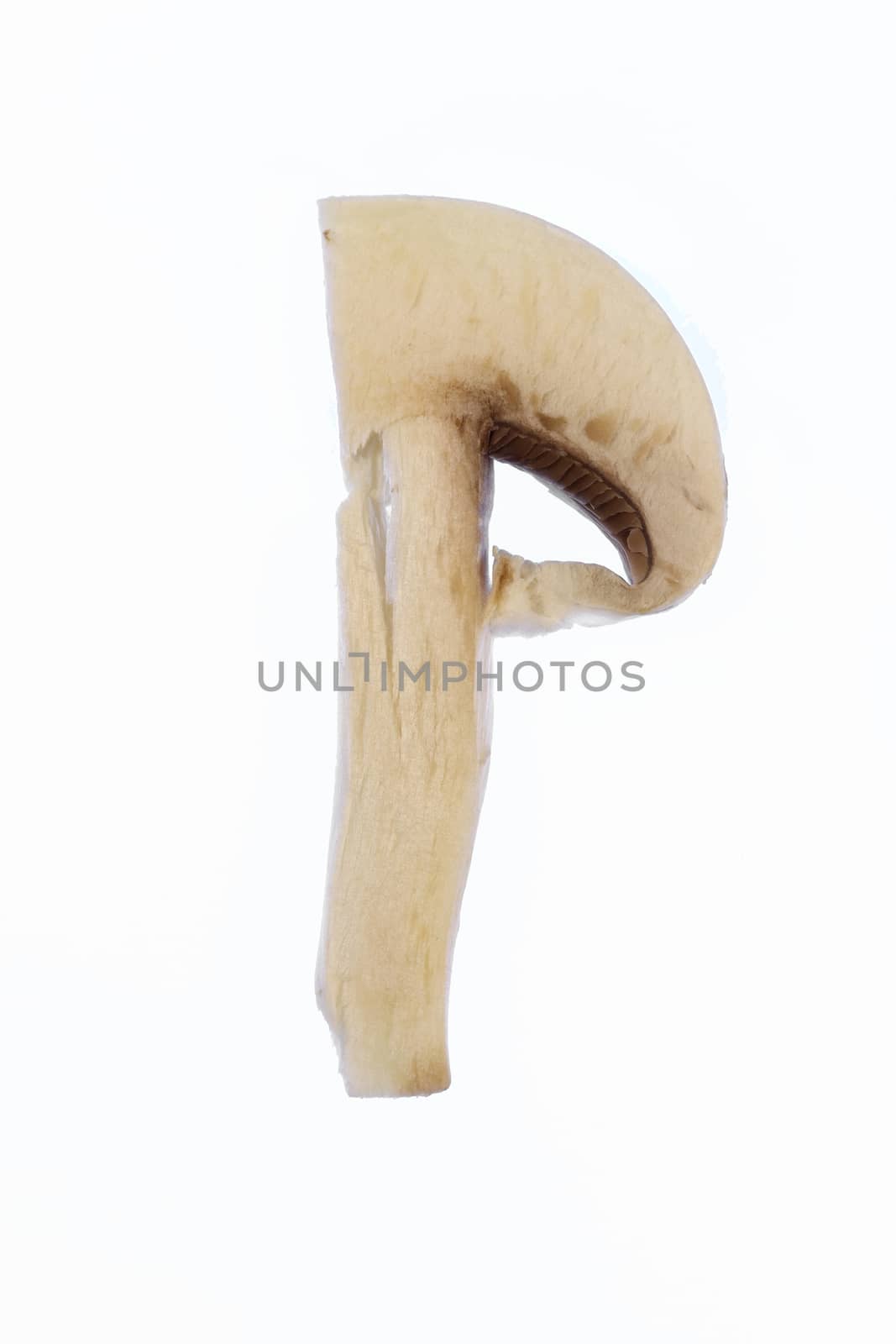 Isolated slice of champingnon mushroom. Healthy vegetable ingredient. Natural food.