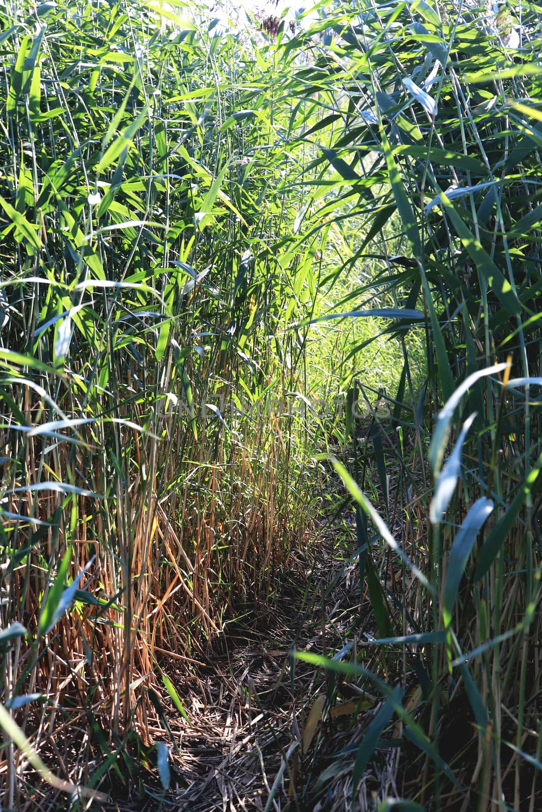 Trail in the reeds. Pathway in the cane. Thickets of bulrush.