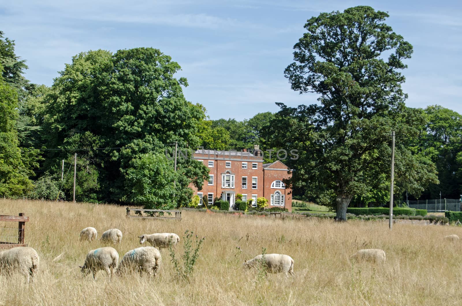 Sheep grazing in the long grass outside the historic Worting House in Basingstoke, Hampshire.  The novelist Jane Austen lived nearby and often visited. 