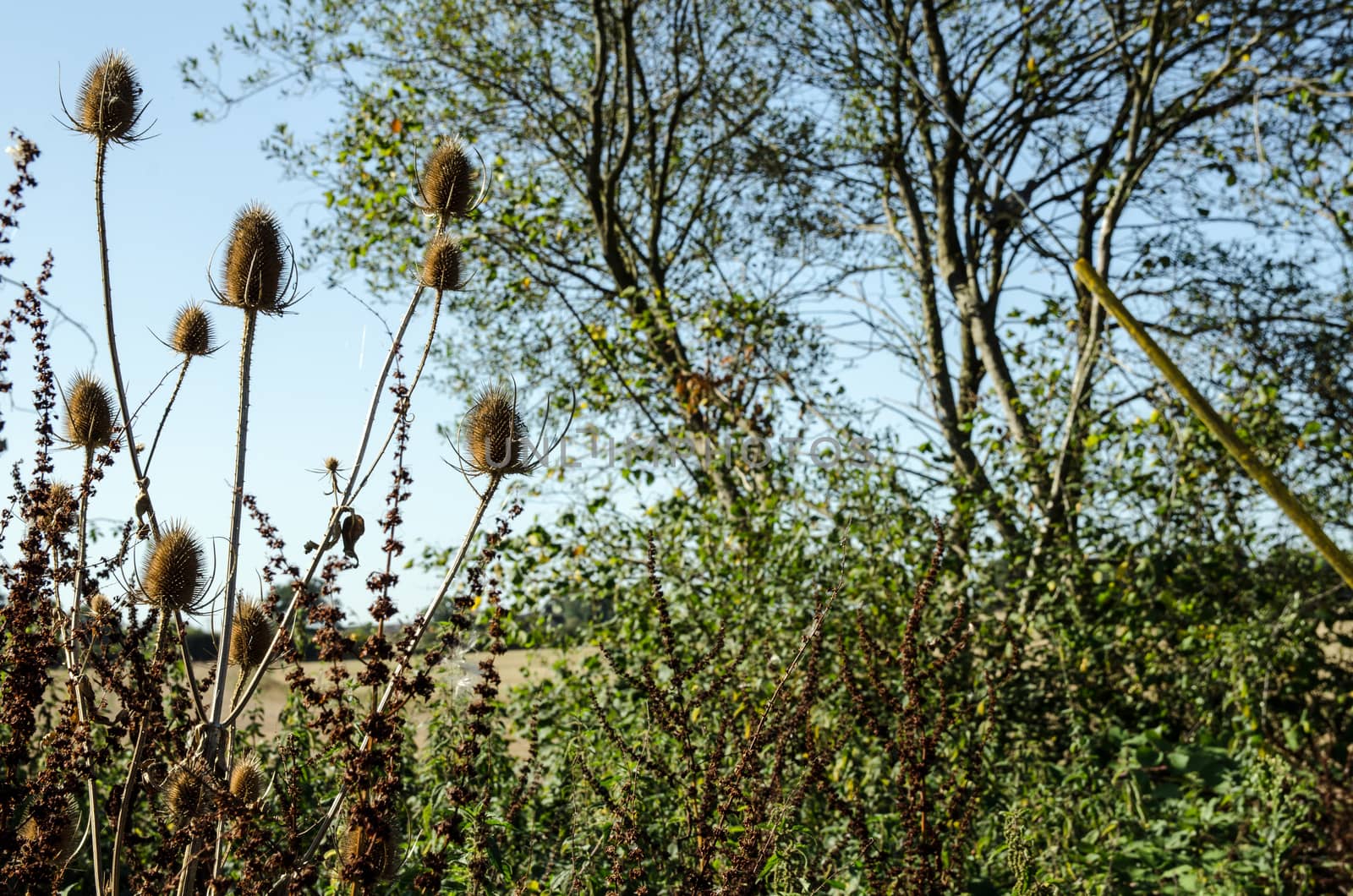 Teasels in Hedgerow by BasPhoto