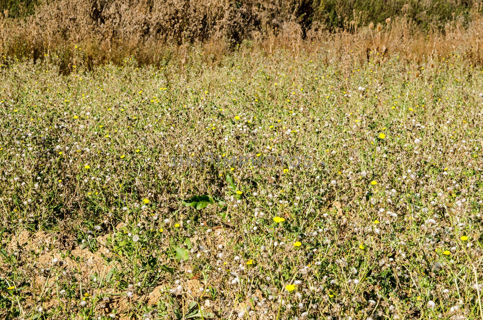 Wildflowers including Autumn Hawkbit and dock growing in a meadow in Hampshire, England.