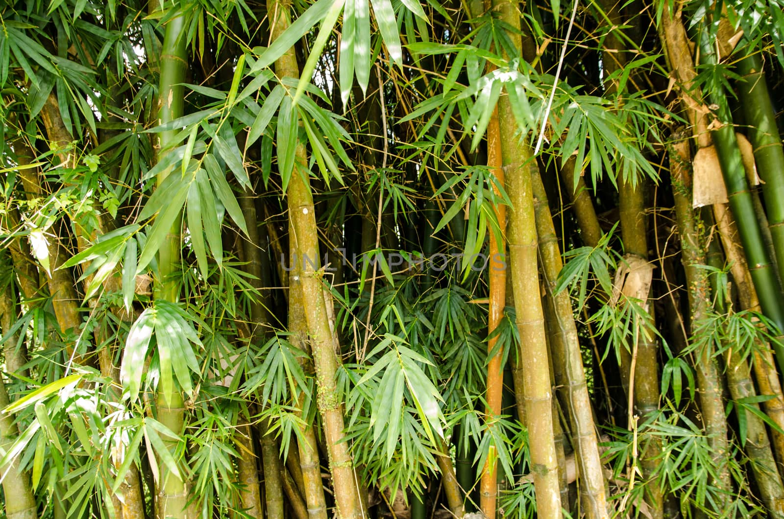 Background image of bamboo stems and leaves in dappled sunshine.  